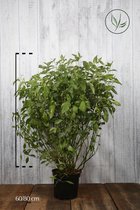 10 stuks | Kornoeltje Pot 60-80 cm Extra kwaliteit - Bladverliezend - Bloeiende plant - Geschikt als hoge haag - Groeit breed uit - Informele haag