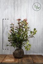 10 stuks | Glansmispel 'Red Robin' Kluit 60-80 cm - Bloeiende plant - Makkelijk te snoeien - Vruchtdragend - Wintergroen