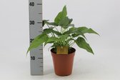 Kamerplant van Botanicly – Olifantsoor – Hoogte: 40 cm – Alocasia Cucullata