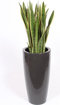 Kamerplant van Botanicly – Vrouwentongen in antraciet plastic pot 'Santorini' als set – Hoogte: 130 cm – Sansevieria Laurentii