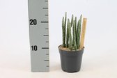 Kamerplant van Botanicly – Kruiskruid – Hoogte: 15 cm – Senecio Stapeliaeformis