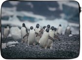 Laptophoes 13 inch - Adelie pinguïns op het strand - Laptop sleeve - Binnenmaat 32x22,5 cm - Zwarte achterkant
