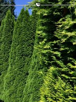 Westerse Levensboom Thuja Smaragd 120-140 cm, 80x Haagplant