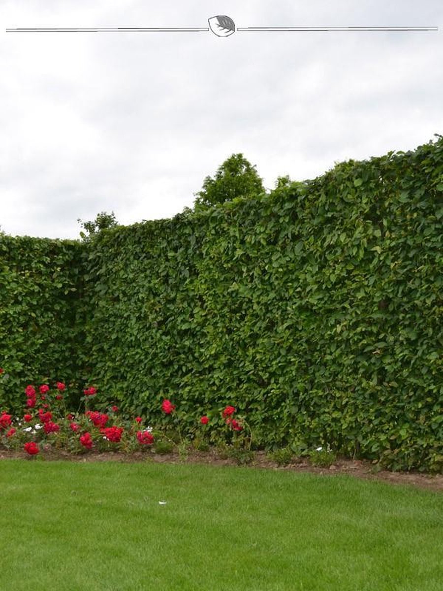 Haagbeuk Carpinus betulus 100-125 cm Blote wortel, 350x Haagplant
