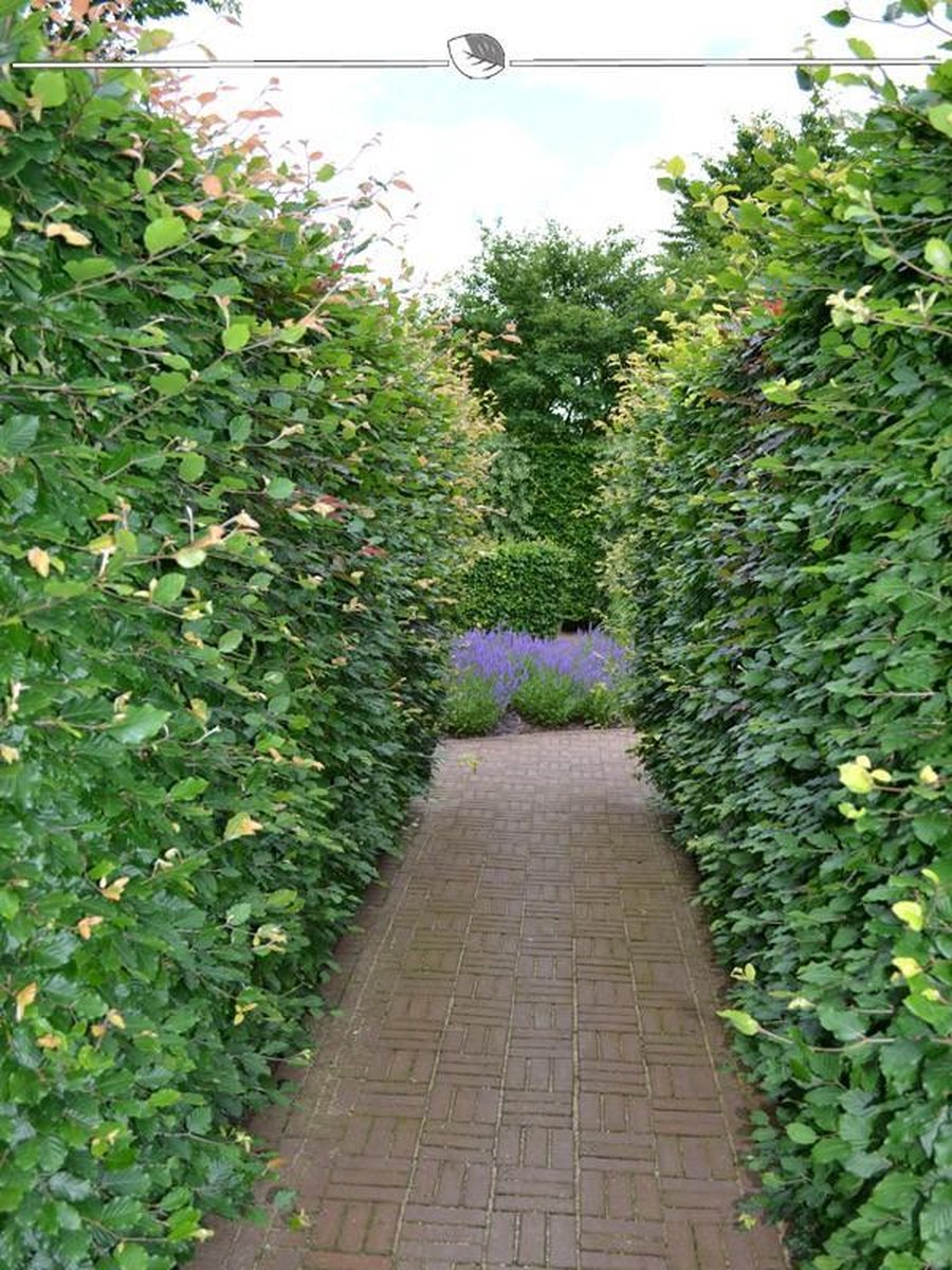 Groene Beuk Fagus sylvatica 175-200 cm Blote wortel, 350x Haagplant