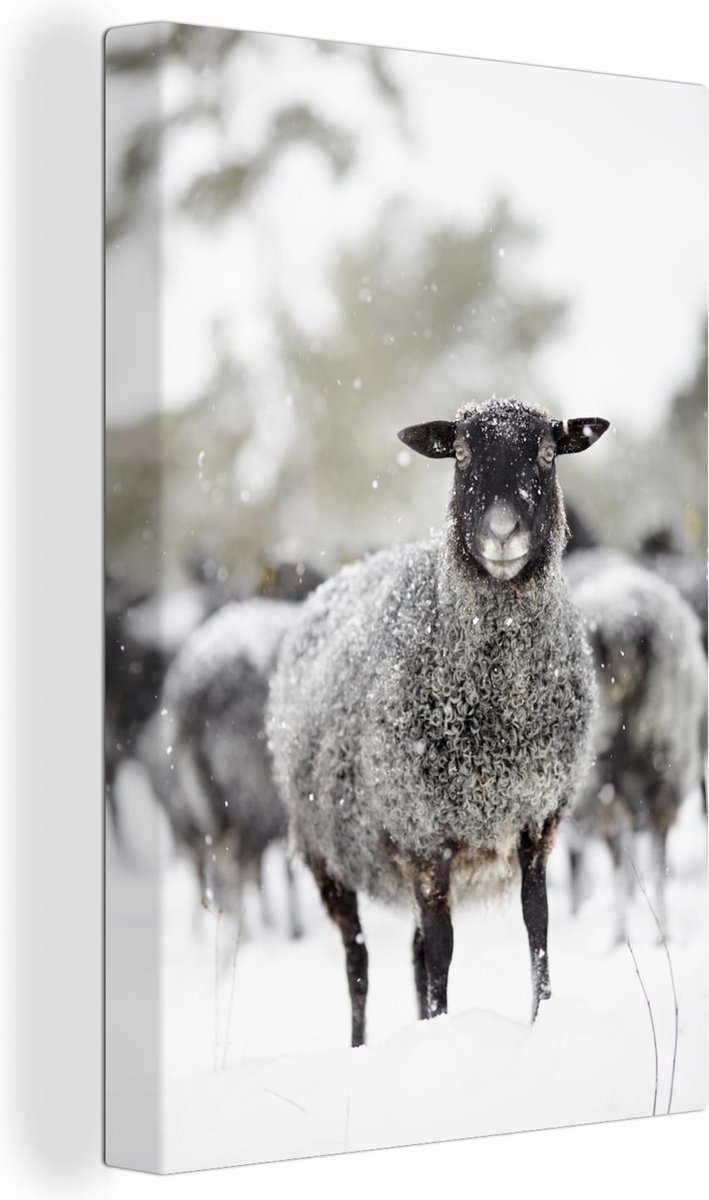 Cadre photo avec affiche - Mouton - Neige - Laine - 60x90 cm