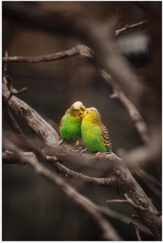 Poster – Verliefde Vogeltjes op Tak - 80x120cm Foto op Posterpapier