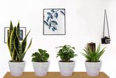 Set van 4 Kamerplanten - Aloe Vera &  Peperomia Green Gold  & Coffea Arabica & Sansevieria Superba - ± 25cm hoog - 12cm diameter - in betonnen lila pot