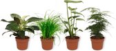 Set van 4 Kamerplanten - Asparagus Plumosus & Cyperus Zumula & Monstera Deliciosa & Philodendron White Wave - ± 25cm hoog - 12cm diameter