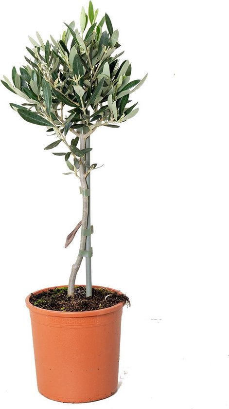 Olijfboom op stam | Olea Europaea - Buitenplant in kwekerspot ⌀14 cm - ↕40-50 cm