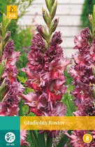 2 stuks Gladiolus Rostov 5 bollen