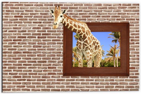 Dibond - Giraffe door Raam in Bakstenen Muur - 60x40cm Foto op Aluminium (Wanddecoratie van metaal)