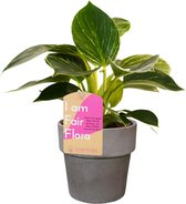 Kamerplant van Botanicly – Philodendron White Wave met grijze sierpot als set – Hoogte: 25 cm, 1 tak