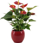 Kamerplant van Botanicly – Flamingoplant in rood keramiek pot 'Bombay' als set – Hoogte: 40 cm – Anthurium diamond red