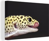 Gecko léopard sur fond noir avec la langue qui sort sur toile 2cm 60x40 cm - Tirage photo sur toile (Décoration murale salon / chambre) / Animaux sauvages Peintures sur toile