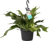 Hangplant - Super mooie hangplant voor binnen - Gezellig en knus plantje voor in huis - Leuk en origineel hangplantje als cadeau - Hertshoonvaren - Ø 17 cm - Hoogte 40 cm | Kamerplant