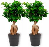 2x Kamerplant Ficus Ginseng - Bonsai - ± 30cm hoog - 12cm diameter - in zwarte pot