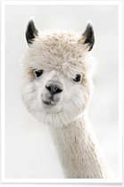 JUNIQE - Poster Alpaca met scheve kop -13x18 /Wit