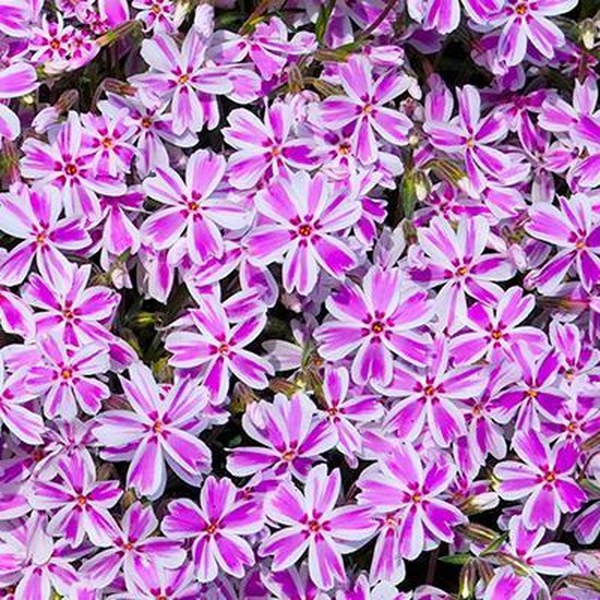 8x winterharde bodembedekkers 18 6x Kruipphlox (Phlox (S) 'Candy Stripes') - Roze met wit