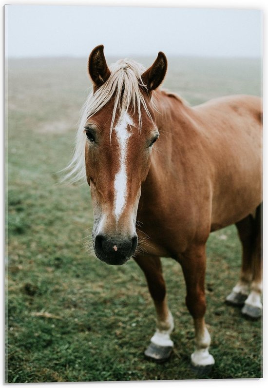 Acrylglas - Bruin Paard in Mistig Grasveld - 40x60cm Foto op Acrylglas (Wanddecoratie op Acrylglas)