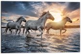 Dibond - Witte Paarden in het Water - 60x40cm Foto op Aluminium (Wanddecoratie van metaal)