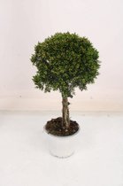 Bloem van Botanicly – Chamelaucium Sweet Sixteen – Hoogte: 45 cm