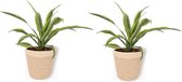 2x Kamerplant Dracaena Lemon Lime - ± 30cm hoog - In beige mand met creme rand