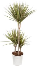 Plantjescoren.nl Dracaena 'Bicolour' Pot Ø 24 cm