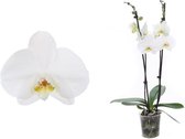 Plantjescoren.nl Phal Dame Blanche orchidee 55 cm wit ↕ 55 cm Pot Ø 12 cm