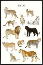 JUNIQE - Poster in kunststof lijst Wilde katten illustratie -20x30