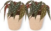 2x Kamerplant Begonia Maculata – Stippenbegonia - ± 20cm hoogte – 12 cm diameter - in beige mand met witte rand