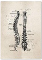 Anatomy Poster Spine White - 60x80cm Canvas - Multi-color
