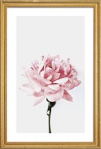 JUNIQE - Poster met houten lijst Peony Pink and Grey -30x45 /Ivoor &