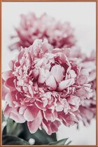 JUNIQE - Poster met kunststof lijst Peony in Focus -30x45 /Grijs &