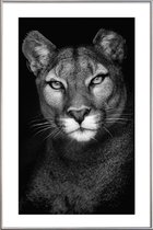 JUNIQE - Poster met kunststof lijst Lioness -20x30 /Grijs & Zwart