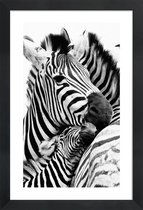 JUNIQE - Poster in houten lijst Zebras -40x60 /Wit & Zwart