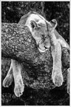 JUNIQE - Poster in kunststof lijst Rustende leeuw -40x60 /Wit & Zwart