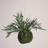 Onderhoudsvrije Kokedama - moskleur: Moss Green - afm. 13 cm - eucalyptus
