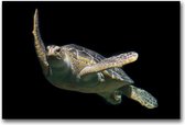 Dibond 70 x 105 cm Animal Photography.