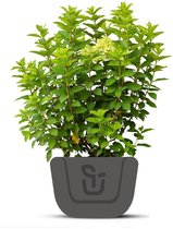 Hortensia | Hydrangea paniculata Limelight | Potmaat : 7.5 liter 60-100 cm