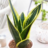 Sansevieria 'Futura Superba' - ↑30-40 cm - Ø12 cm