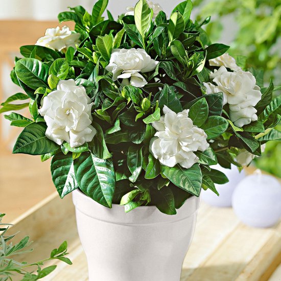 Gardenia jasminoides 'Sweetheart' - Kaapse Jasmijn