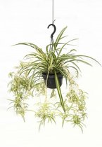 Hangplant Graslelie - 30cm