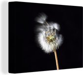 Une fleur de pollen sur une toile de fond noir 80x60 cm - Tirage photo sur toile (Décoration murale salon / chambre) / Peintures florales sur toile