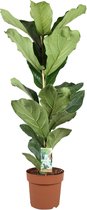 Ficus Lyrata  (vioolplant) - 60cm