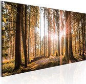 Schilderijen Op Canvas - Schilderij - Small Natural Wonders 120x40 - Artgeist Schilderij