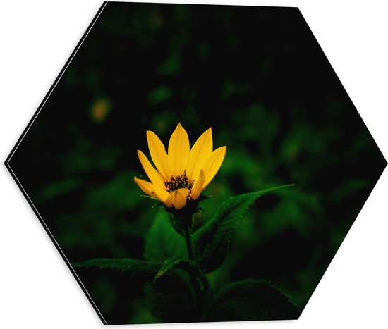 Dibond Hexagon - Fel Gele Aardpeer voor Donkere Achtergrond - Bloemen - 40x34.8 cm Foto op Hexagon (Met Ophangsysteem)