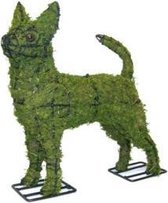 Hond Chihuahua - Mos
