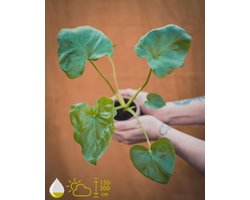 Kweekset - Philodendron Selloum