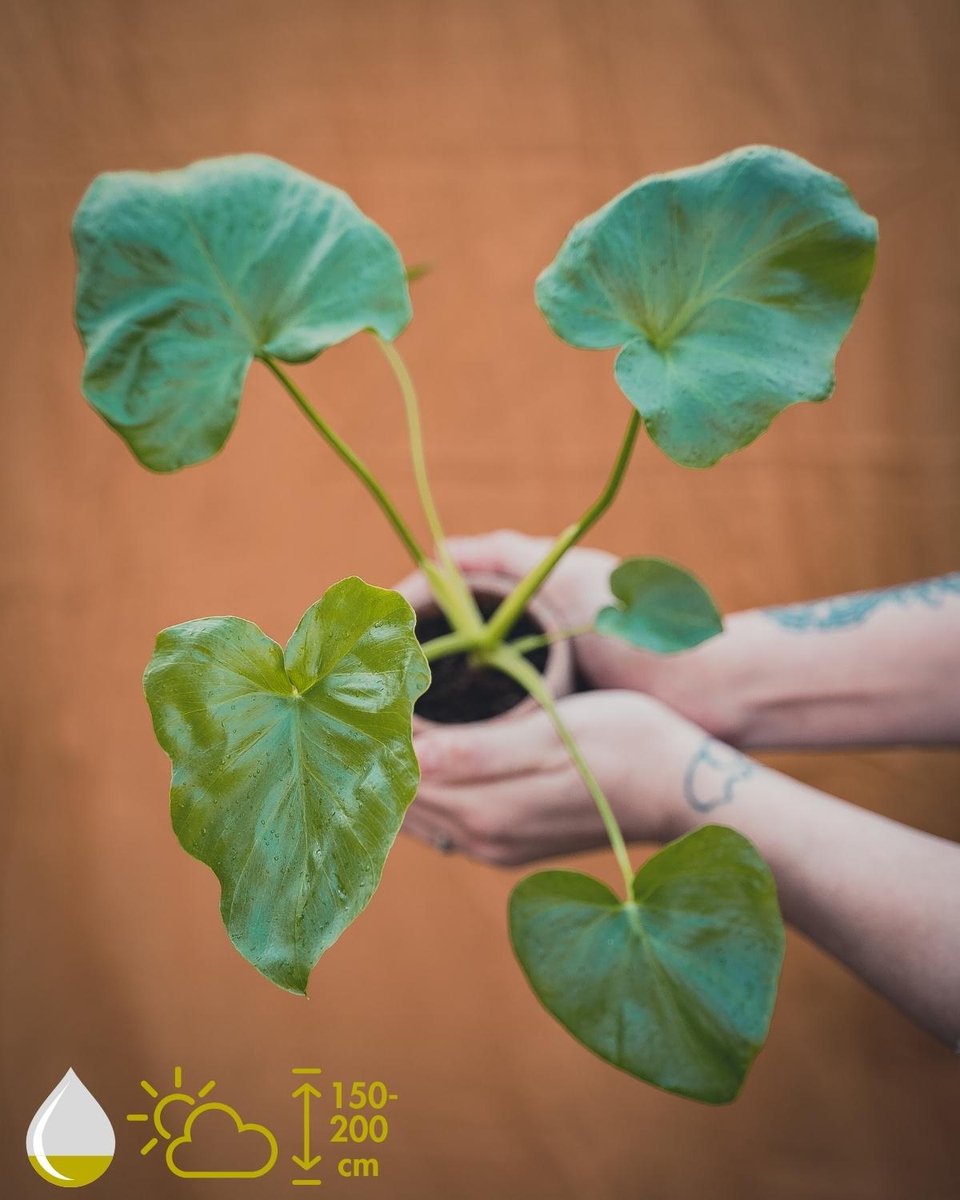 Kweekset - Philodendron Selloum